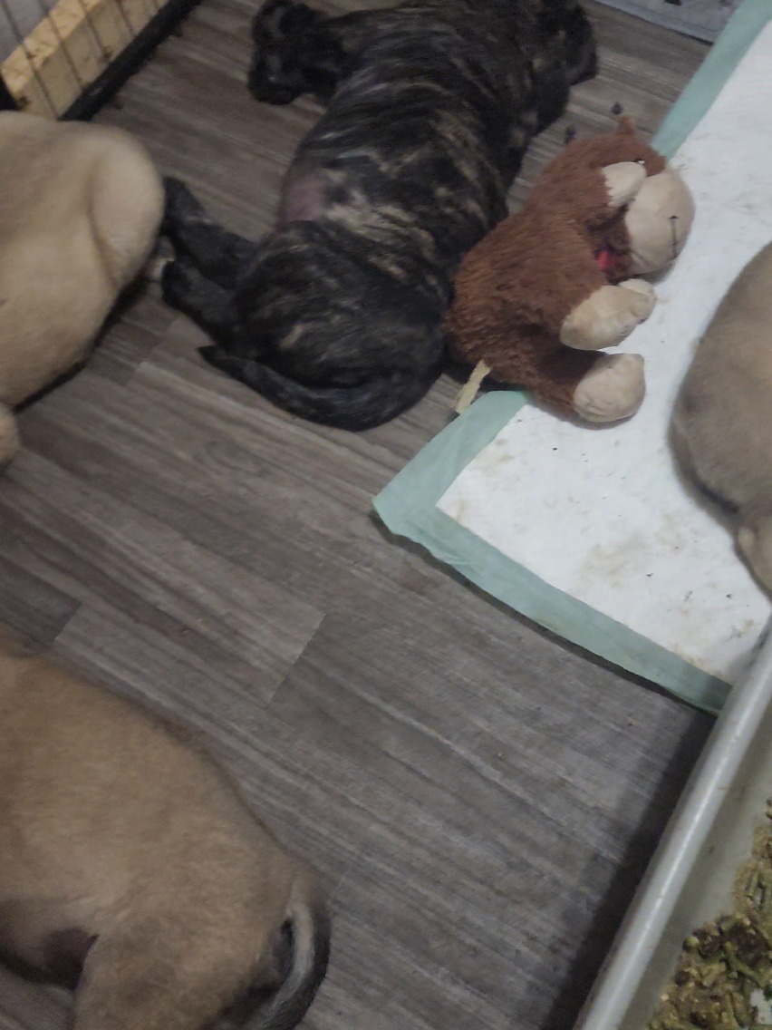 @Big Paw Mastiffs