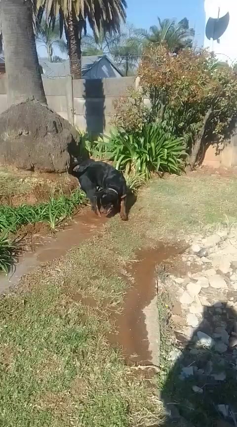 @Tebza Ke&ntilde; M&ntilde;dau