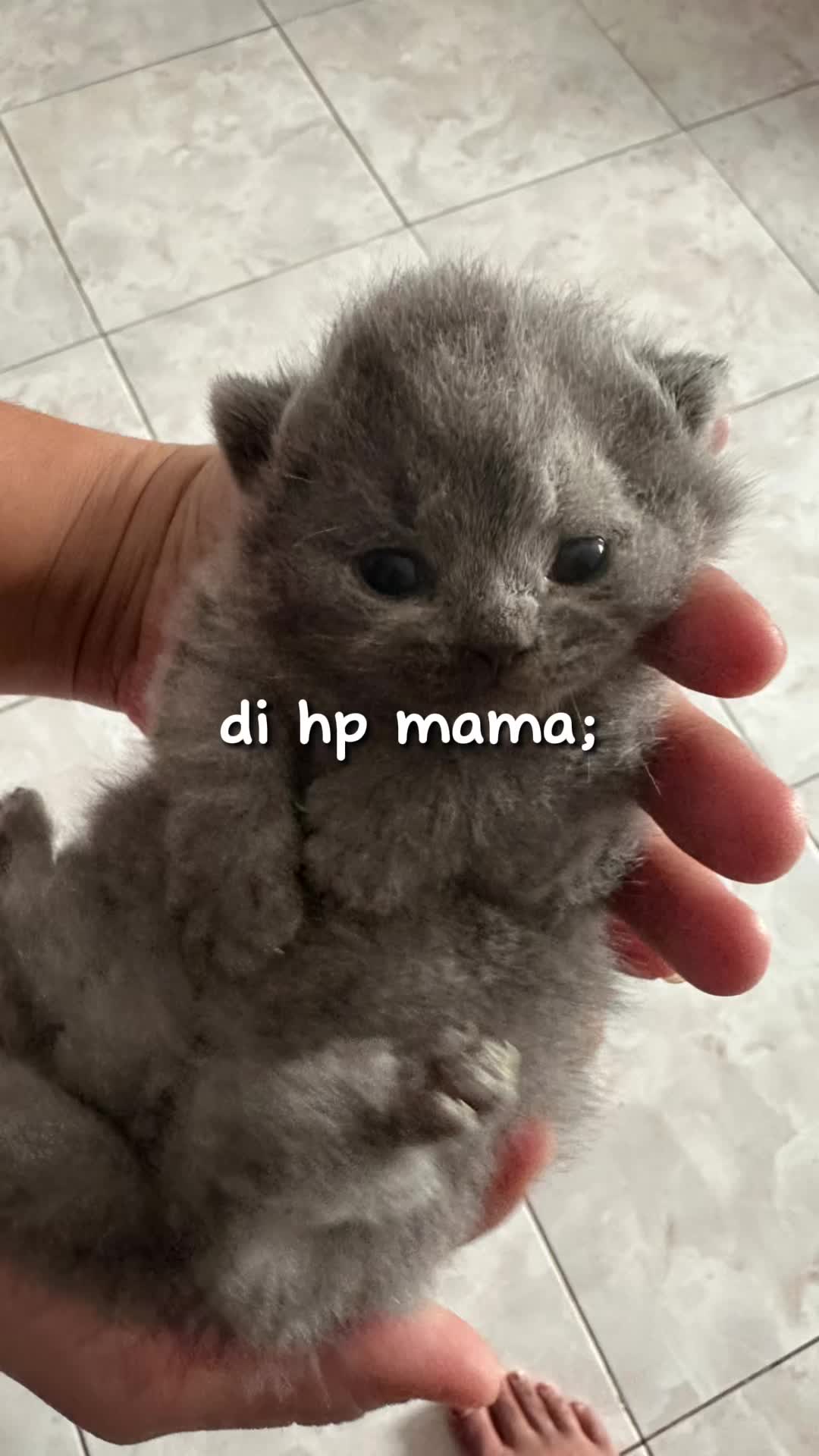 @akmala1818
