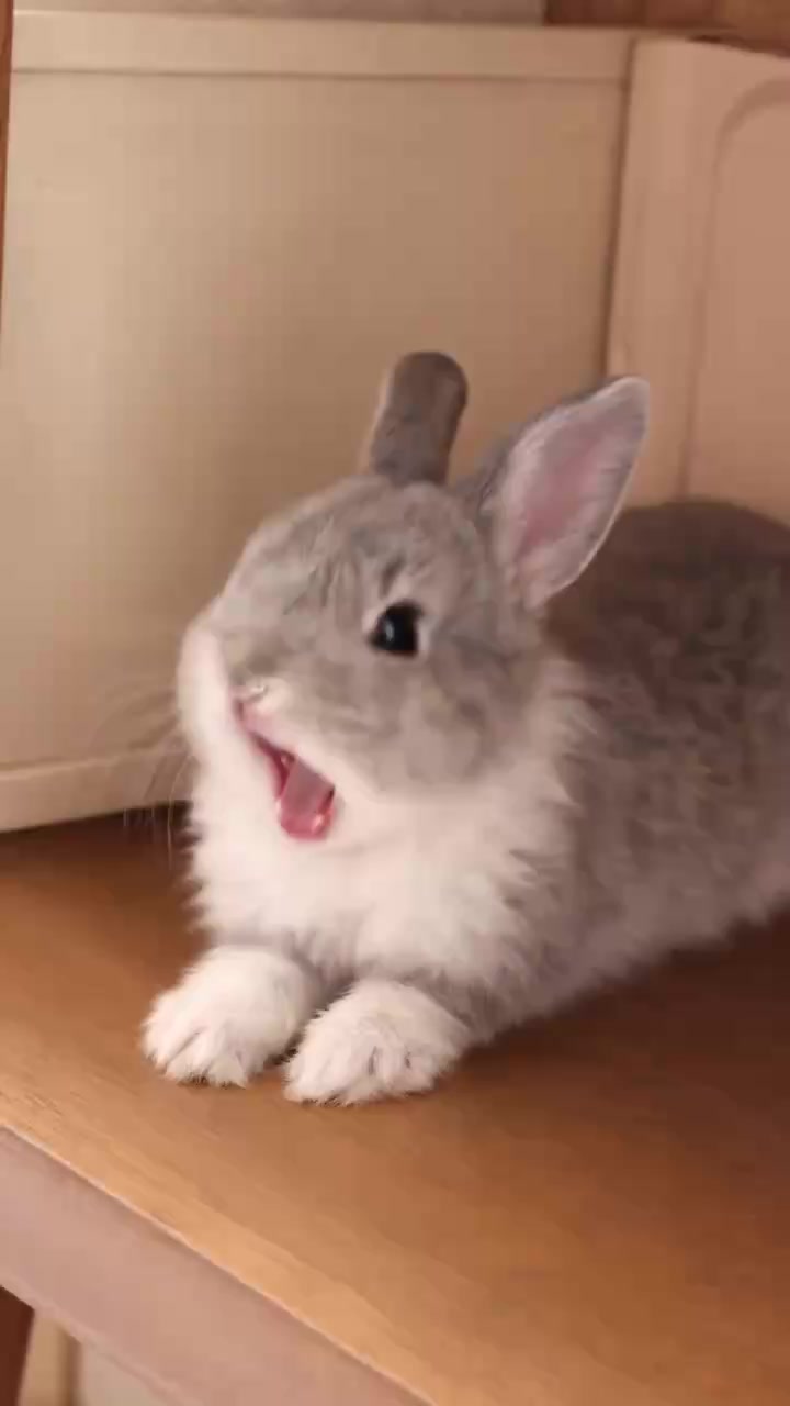 @anypet