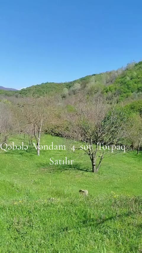 @Qebele Vendam.036