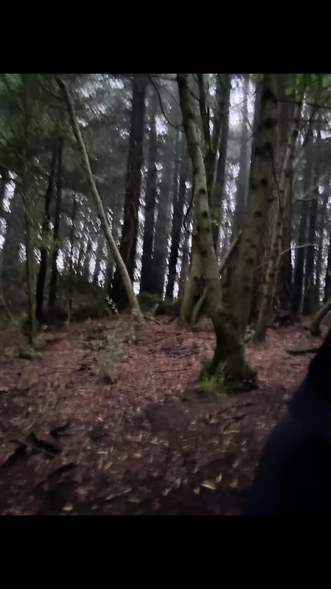 @🌲Forest Friend🌲🙏💗
