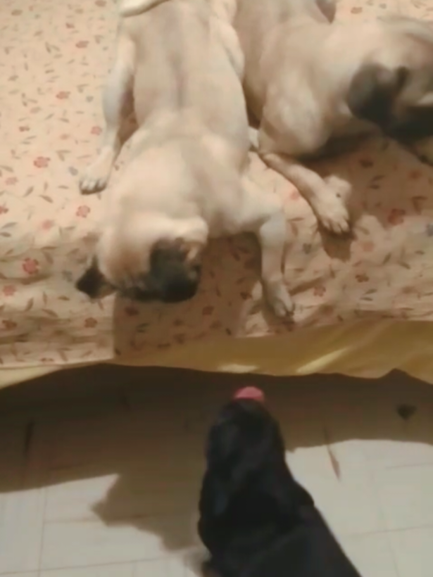 @pug.lovers53
