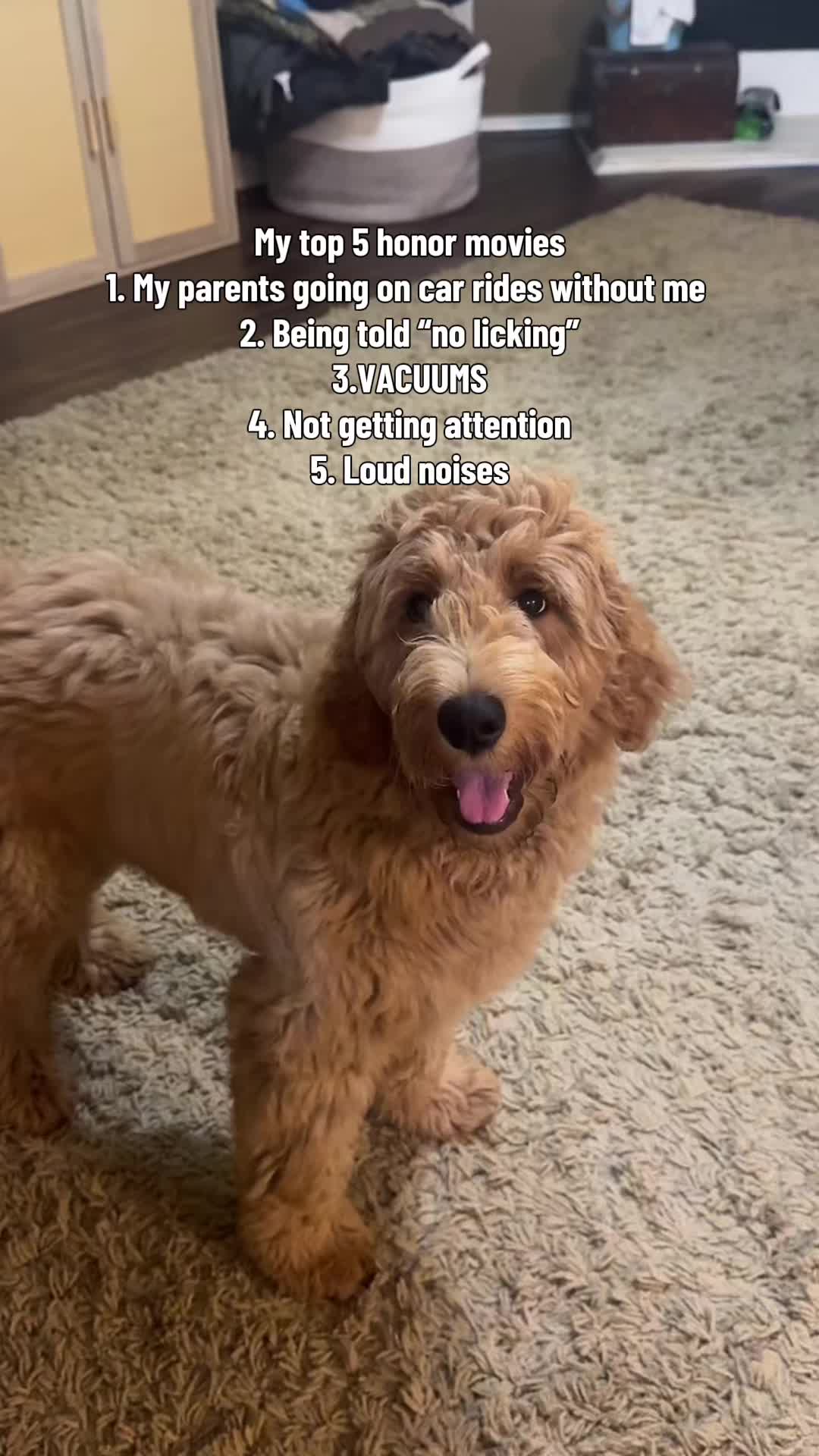 @daily.golden.goose