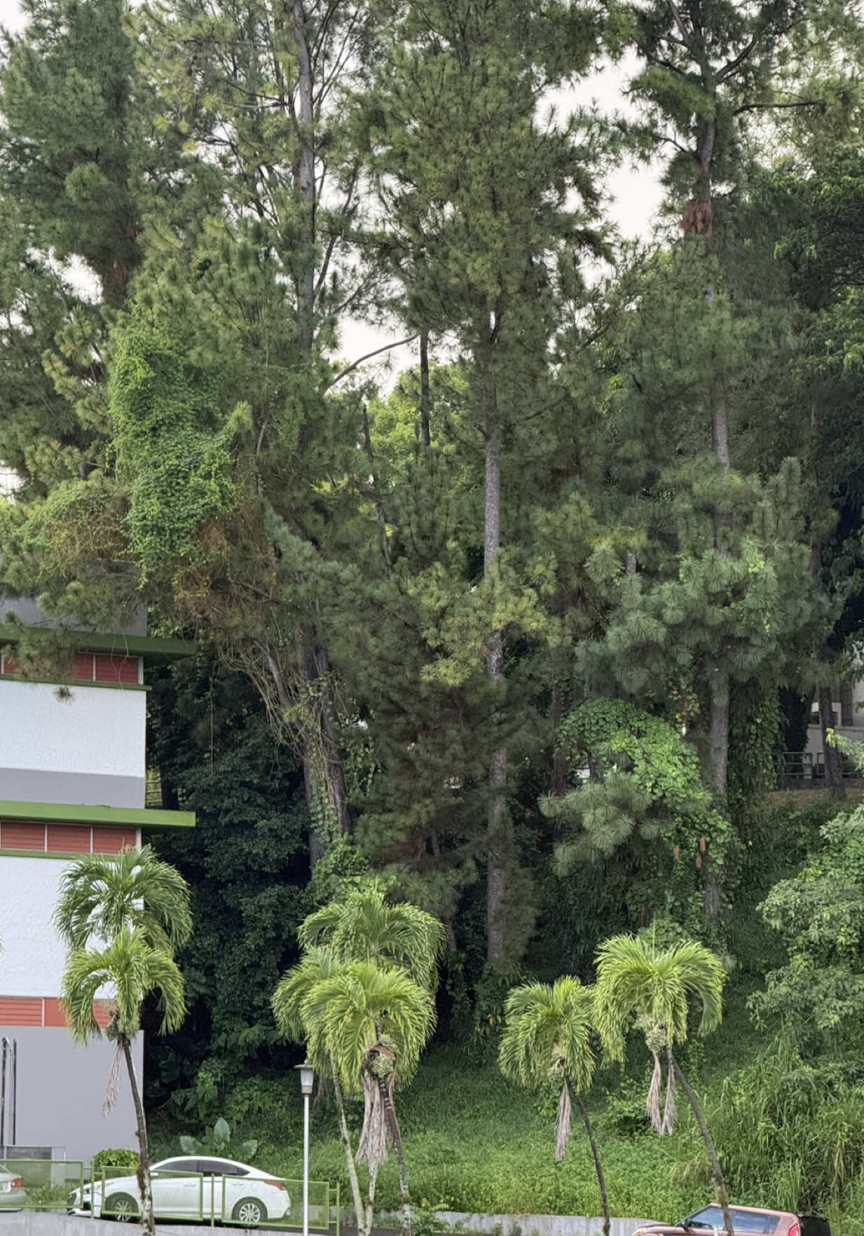 @Belton Tyrone 🇵🇷