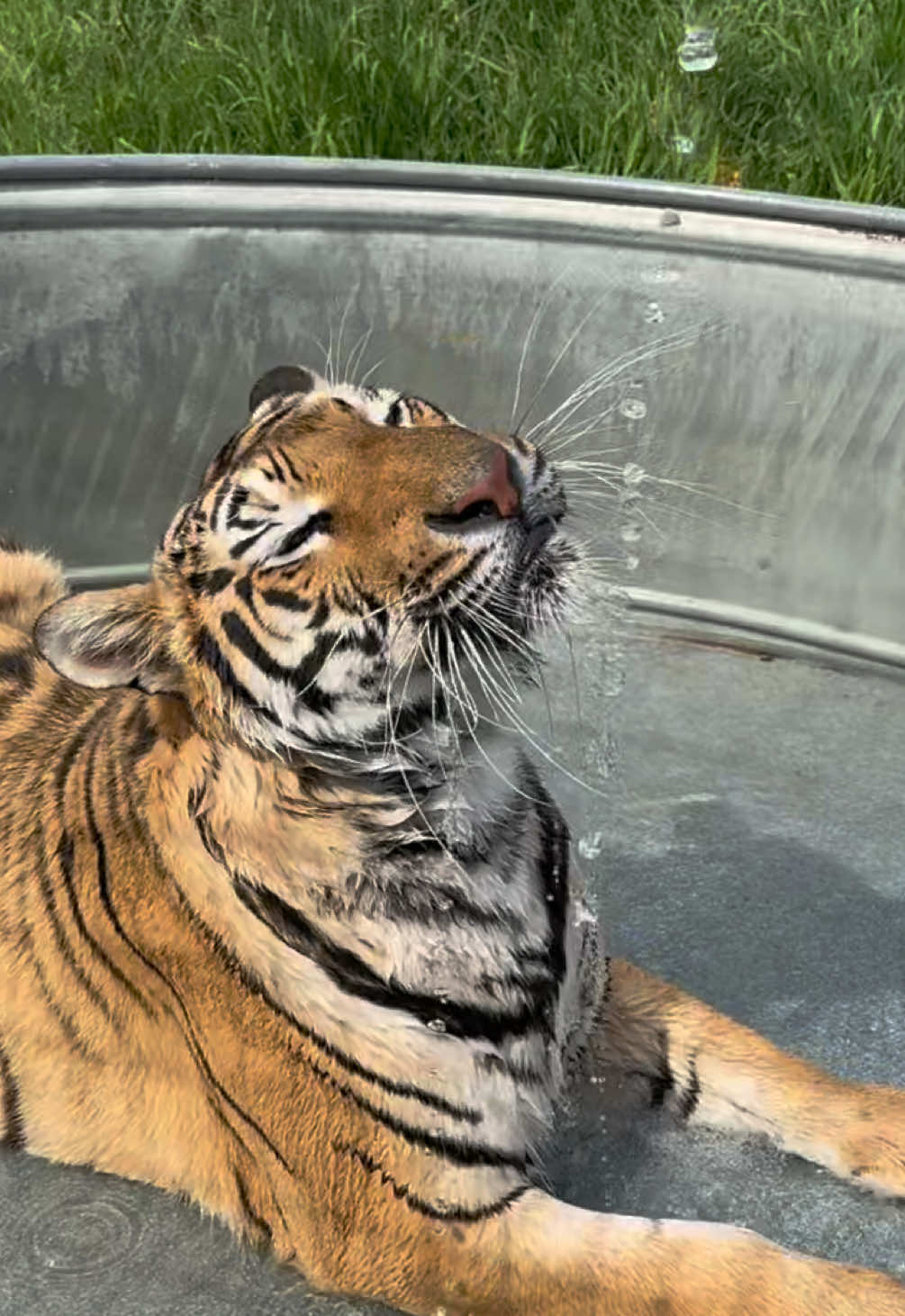 @The Wildcat Sanctuary
