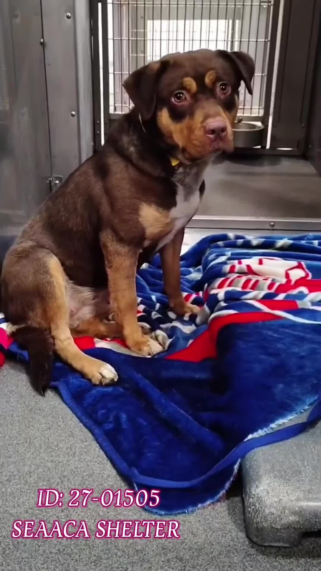 @Cane Corsos