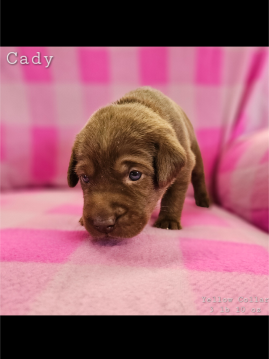 @Lindley Labradors
