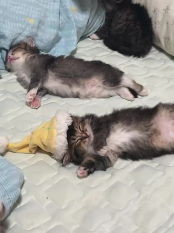 @catbosssss