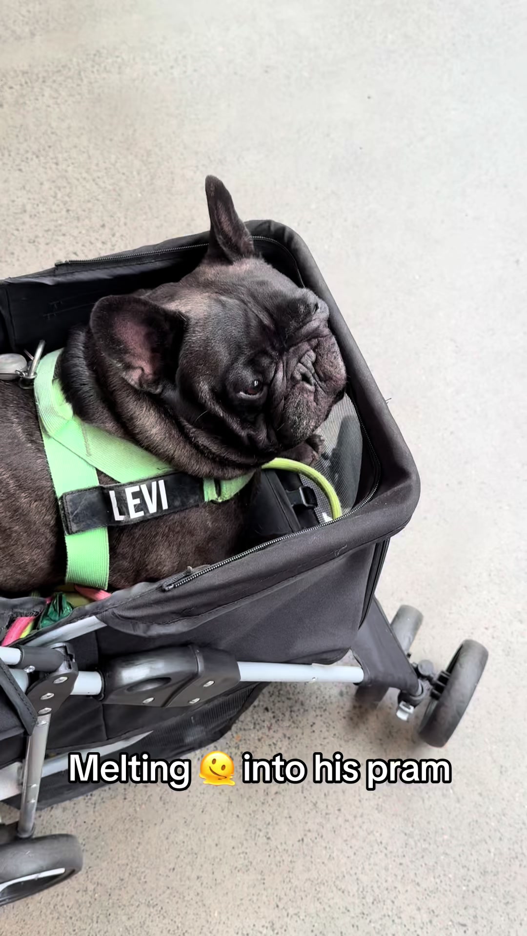 @Levi Needypants Frenchie