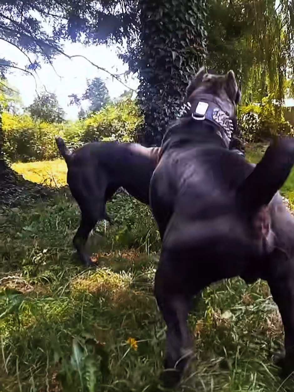 @SalmonCreekCaneCorso