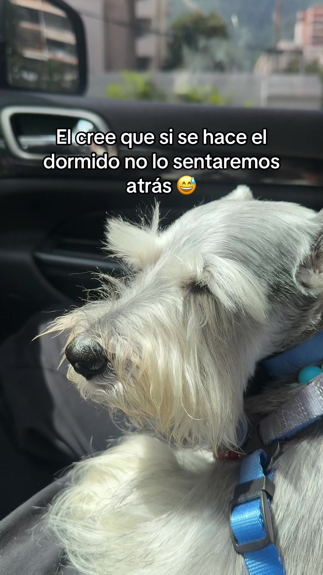 @vidadlanky