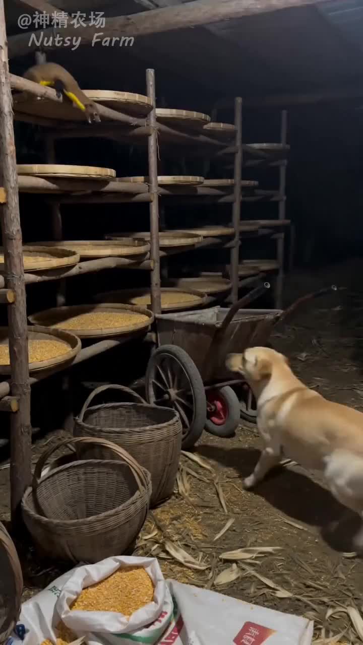 @NutsyFarm