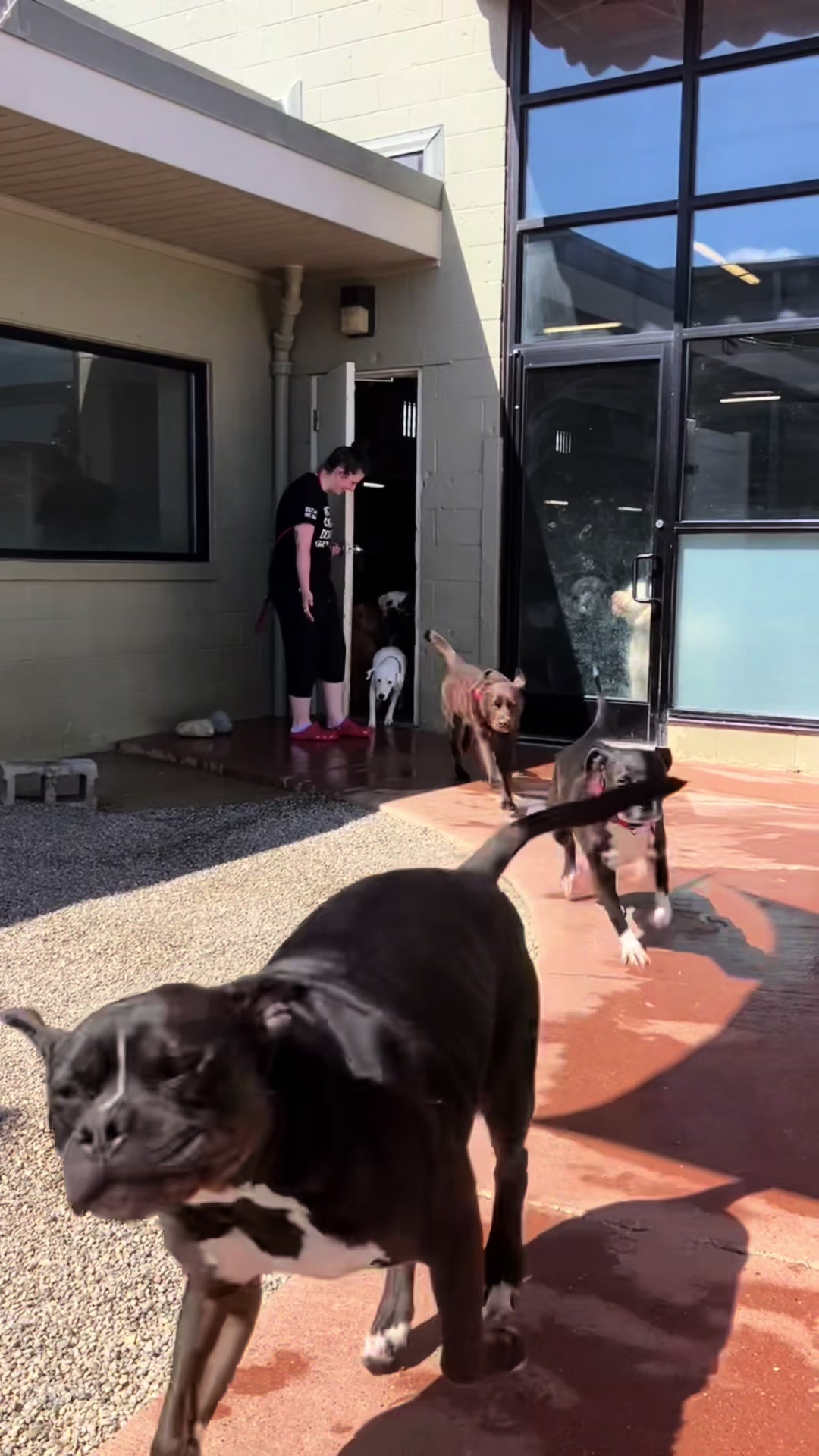 @Doggieinthewindow