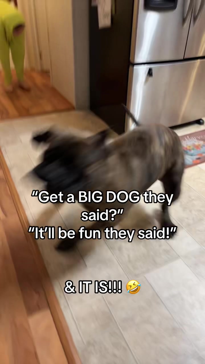 @HULK the mastiff