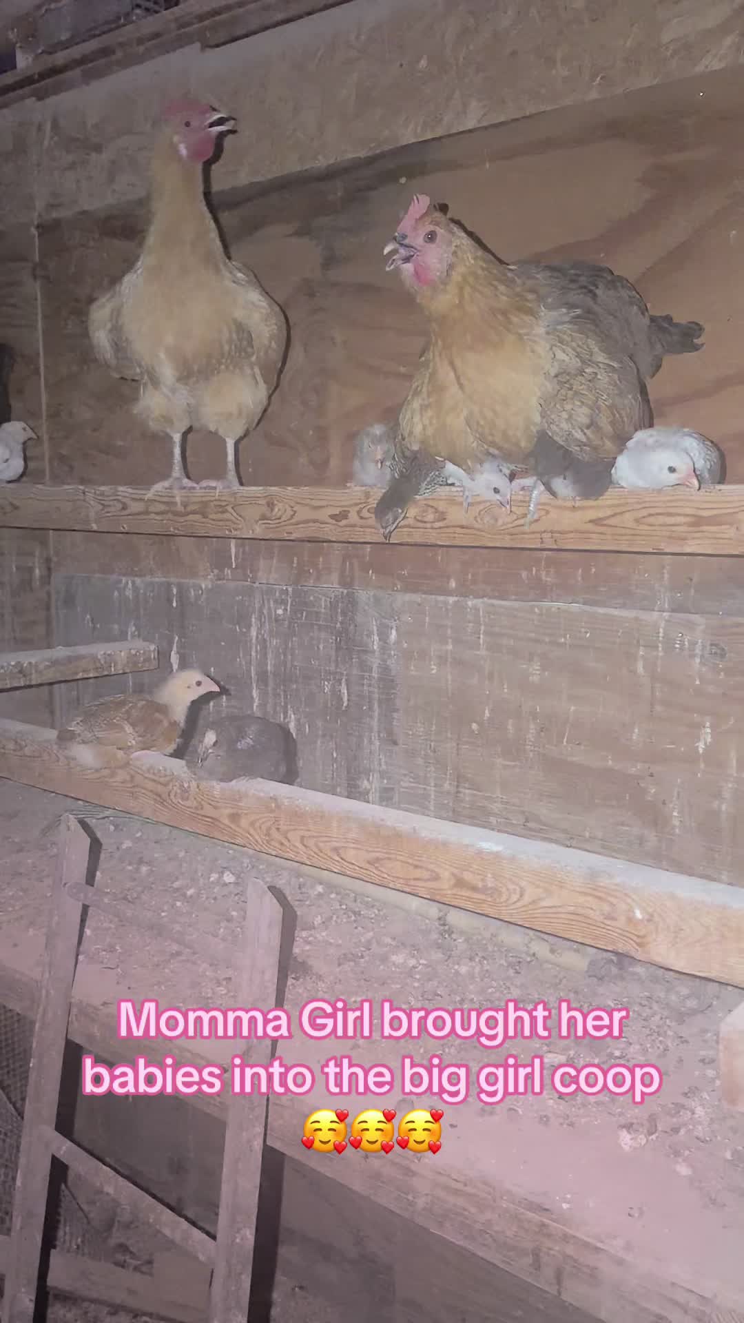 @NonniesFunnyFarm