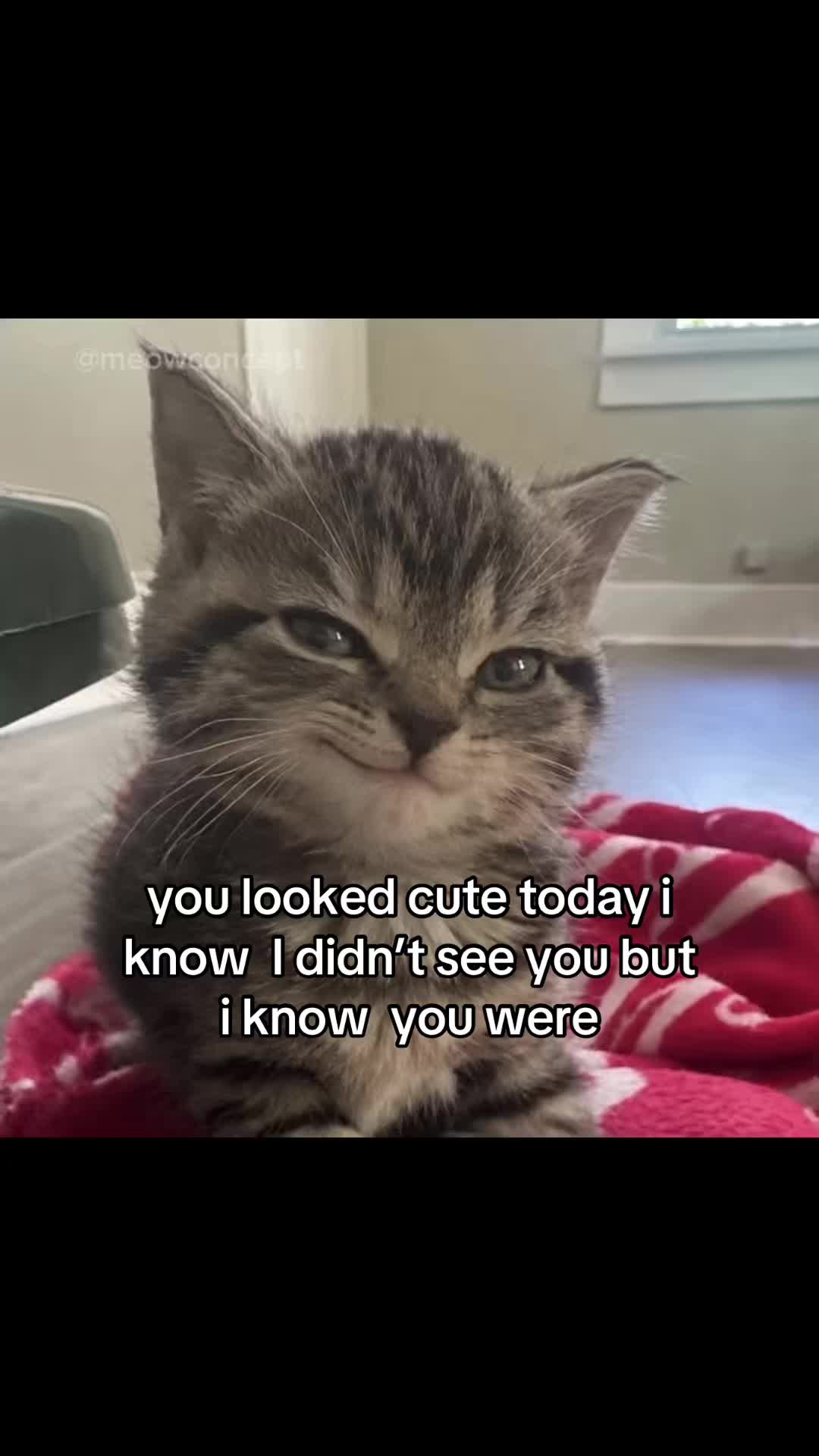 @meowconcept