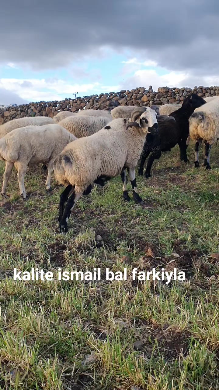 @Ismail Bal
