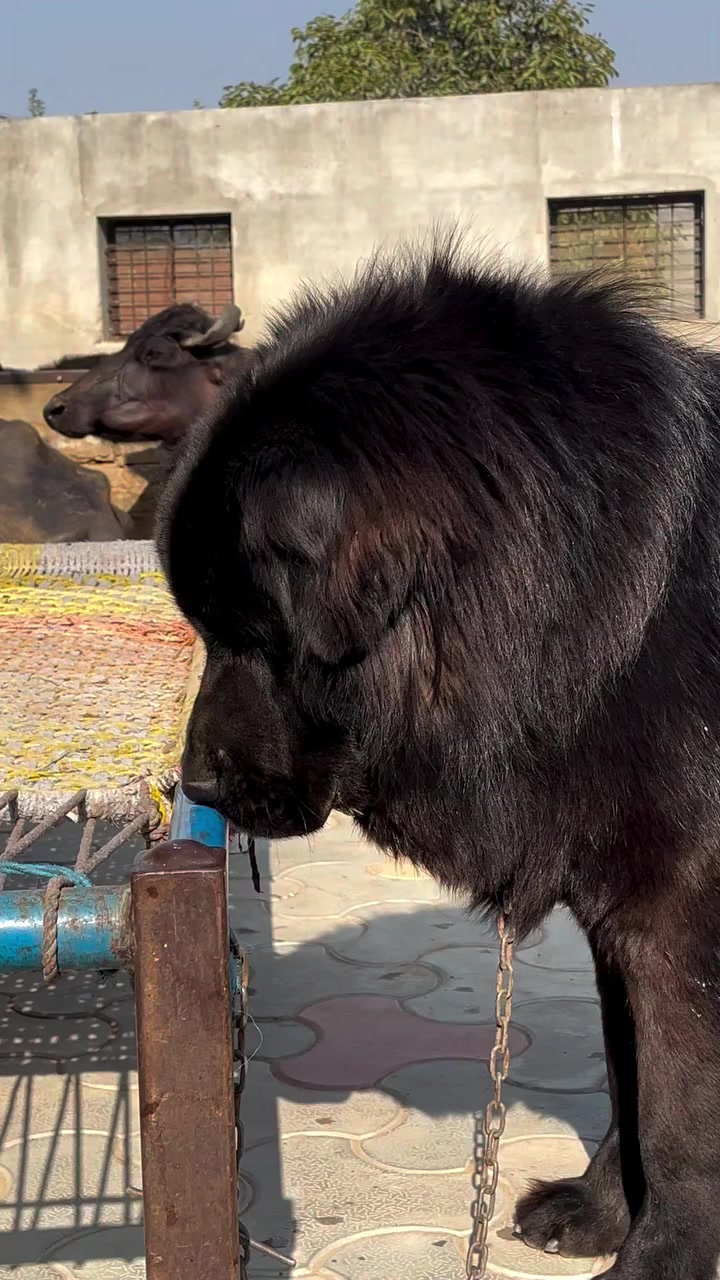 @Kashmiri_Bakrwal_Dog
