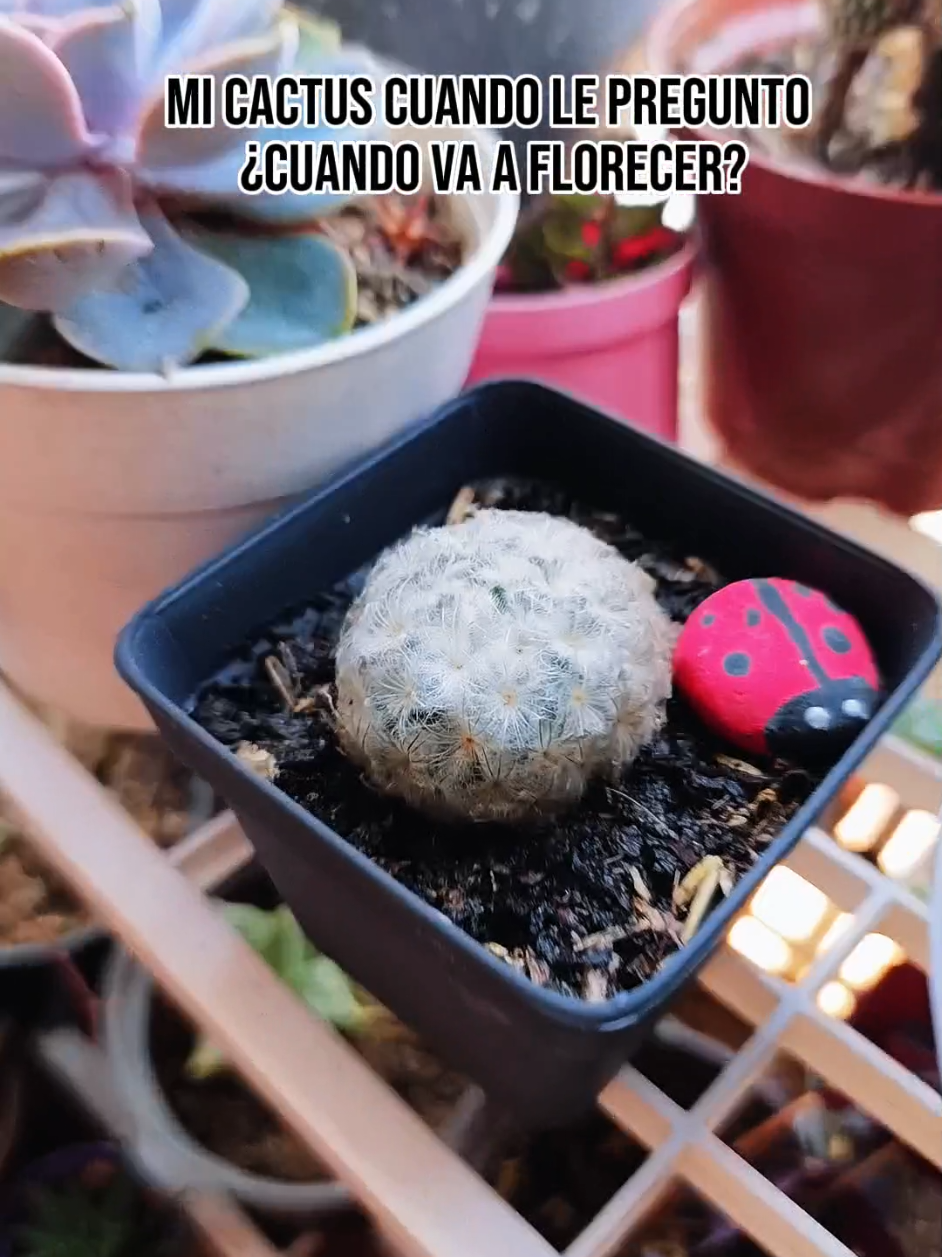 @CACTUS JARDIN DE ESPINAS