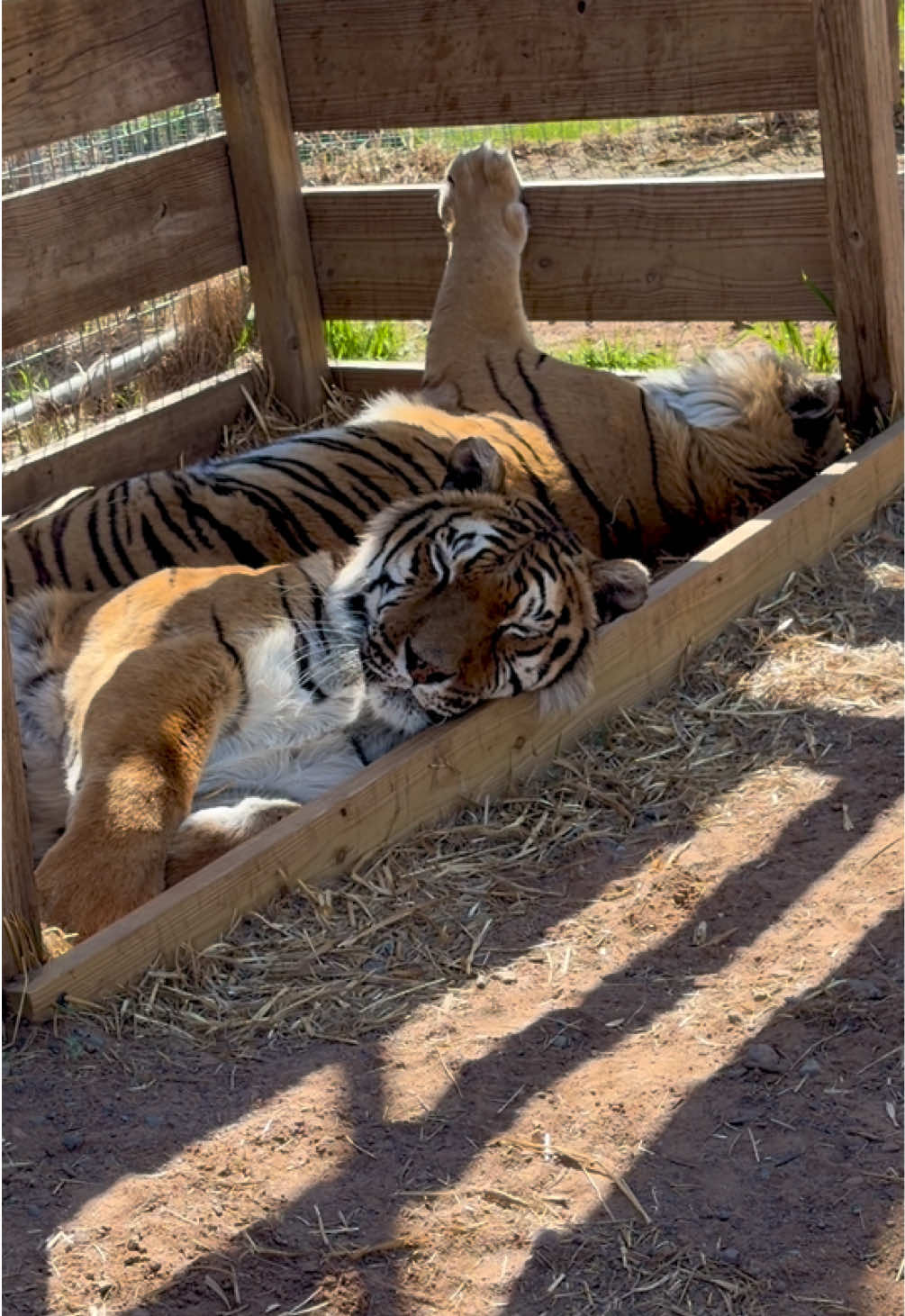 @The Wildcat Sanctuary