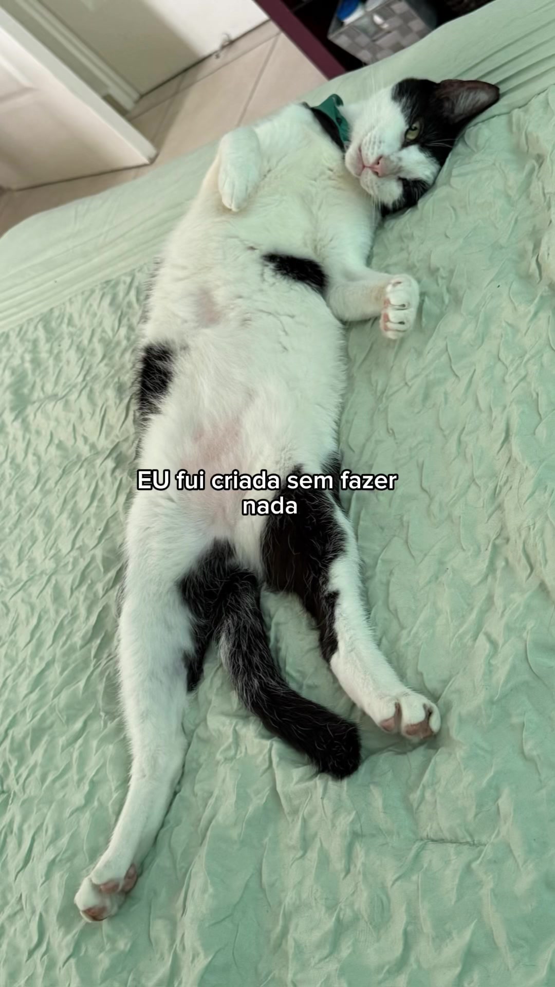 @Gato sushi 