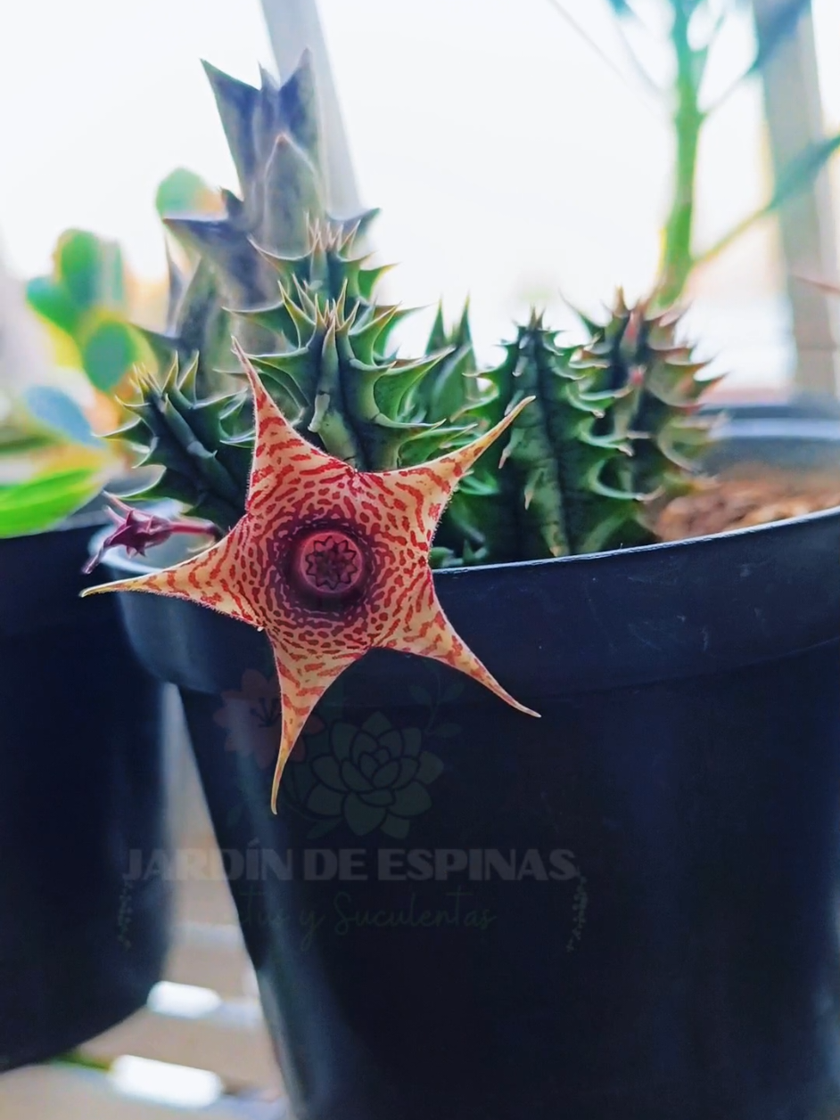 @CACTUS JARDIN DE ESPINAS
