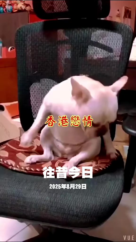 @雞不叫也天亮