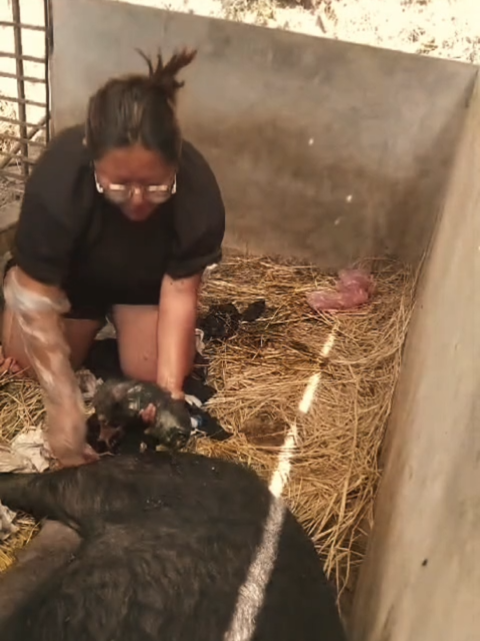 @🐷