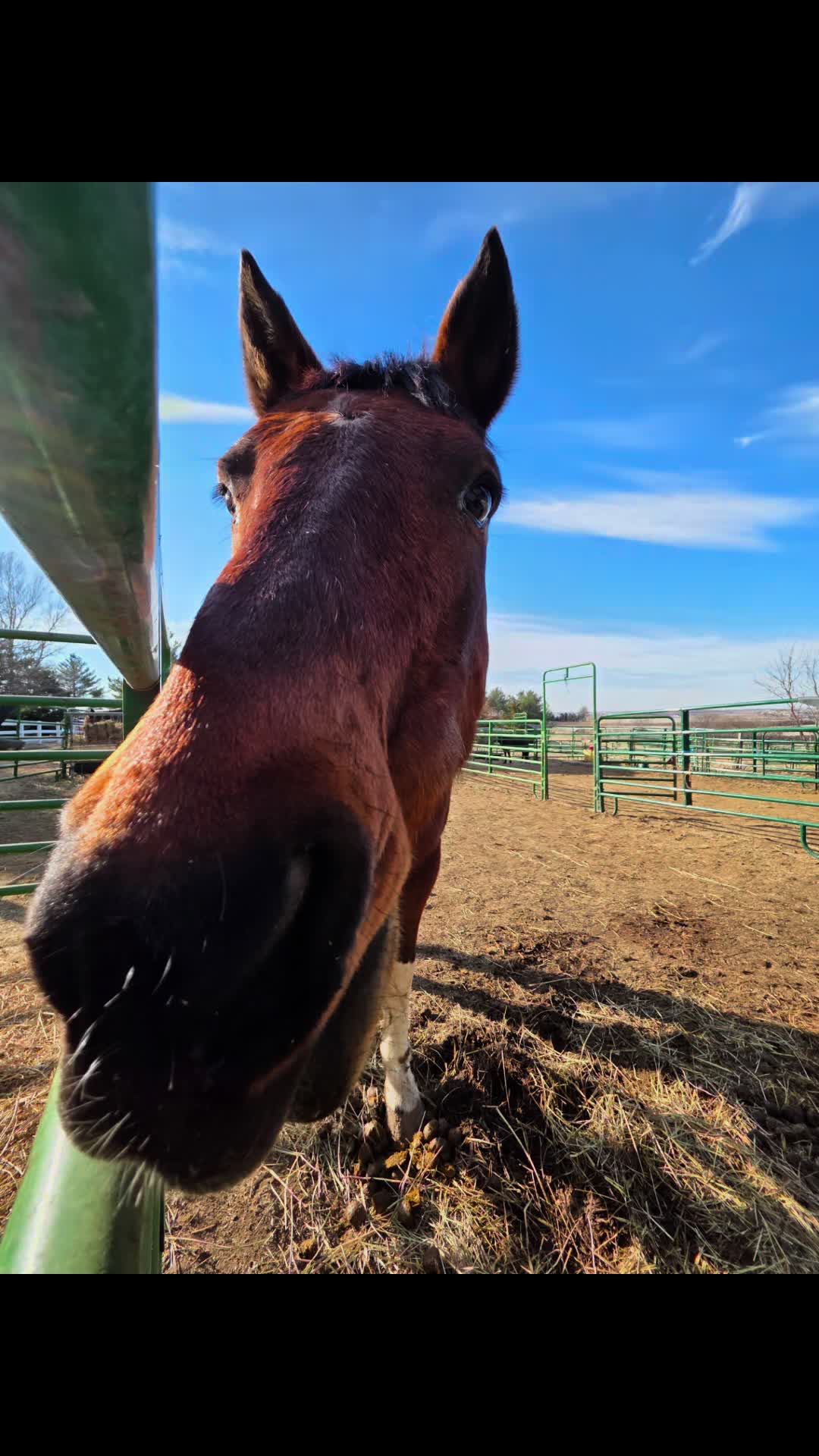 @Omaha Pet Sitter
