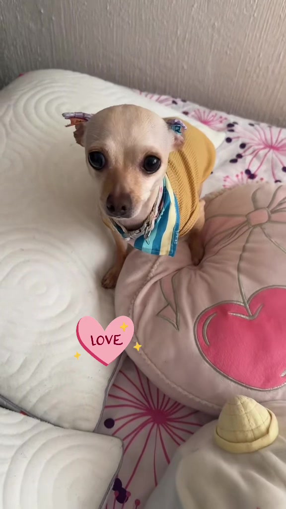 @ChannelyLuna🐕🐩