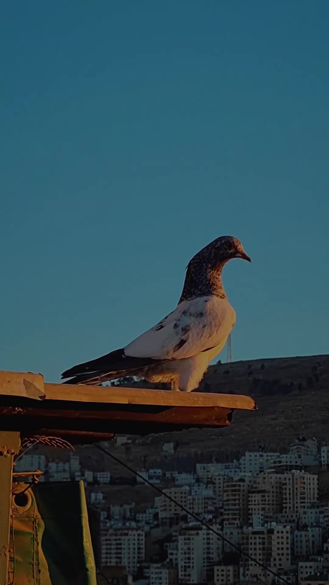 @Pigeons Tv