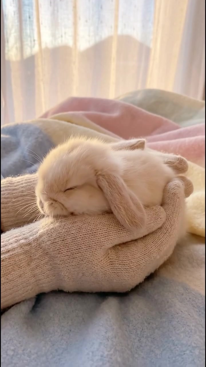 @anypet
