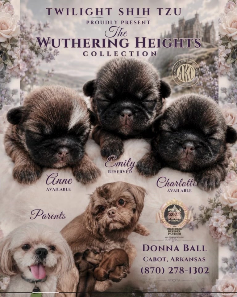@Twilight Shih Tzu