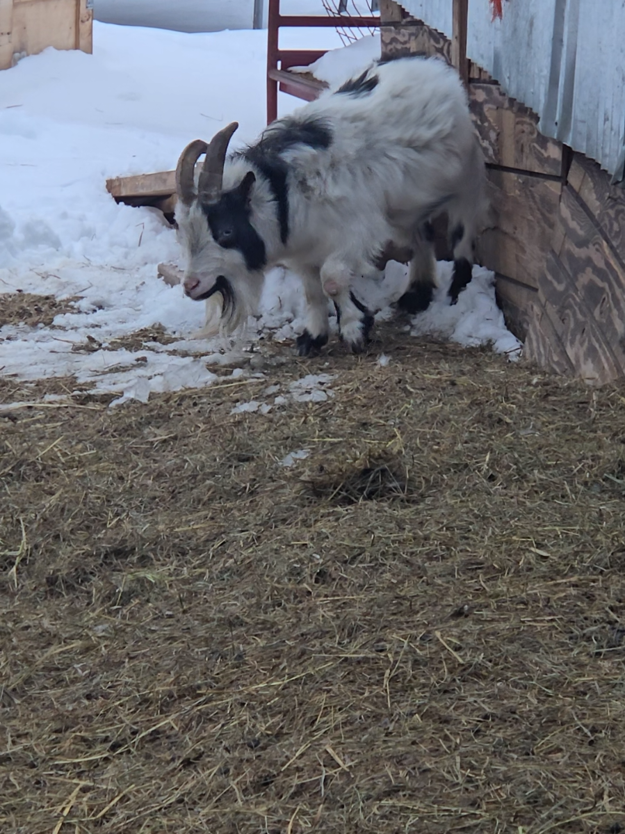 @Goat Shack
