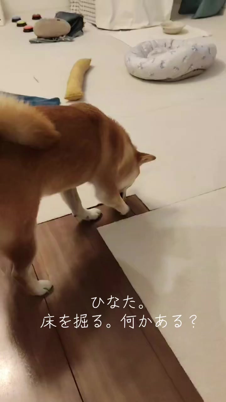 @ひでぽともぽ
