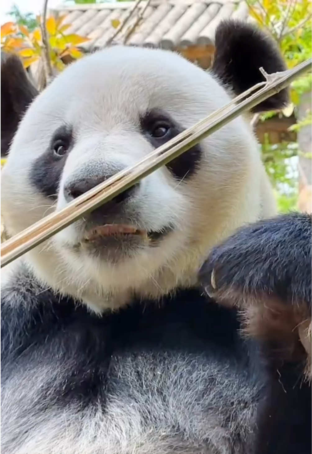 @Cute Animals 🐼