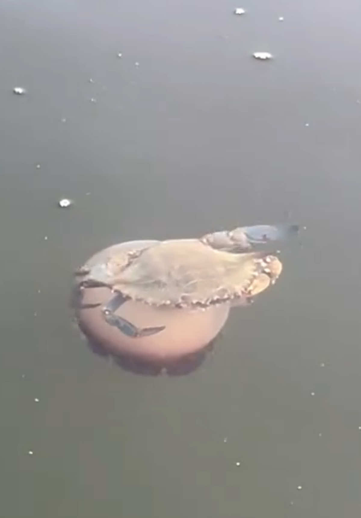 @animalsgonewildd