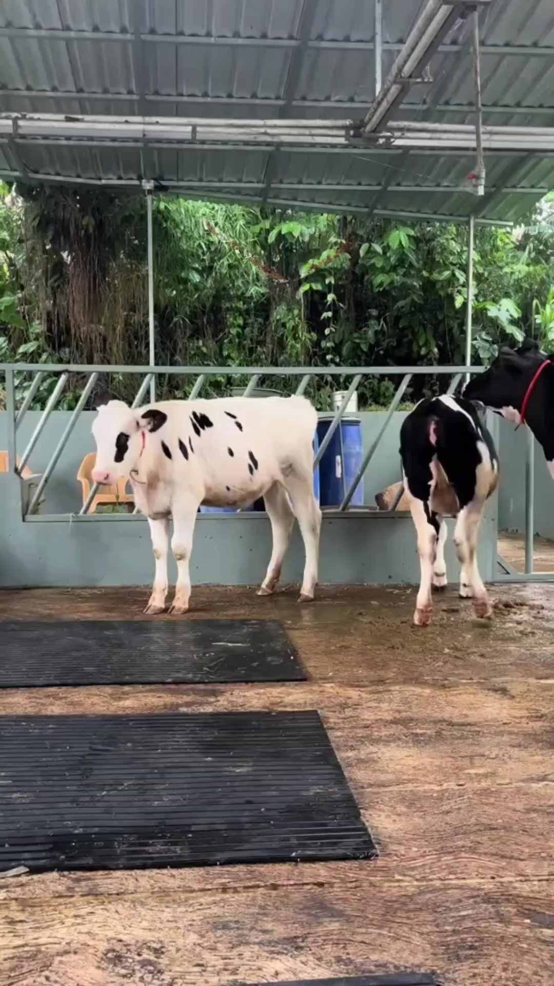 @ADAM MILK FARM