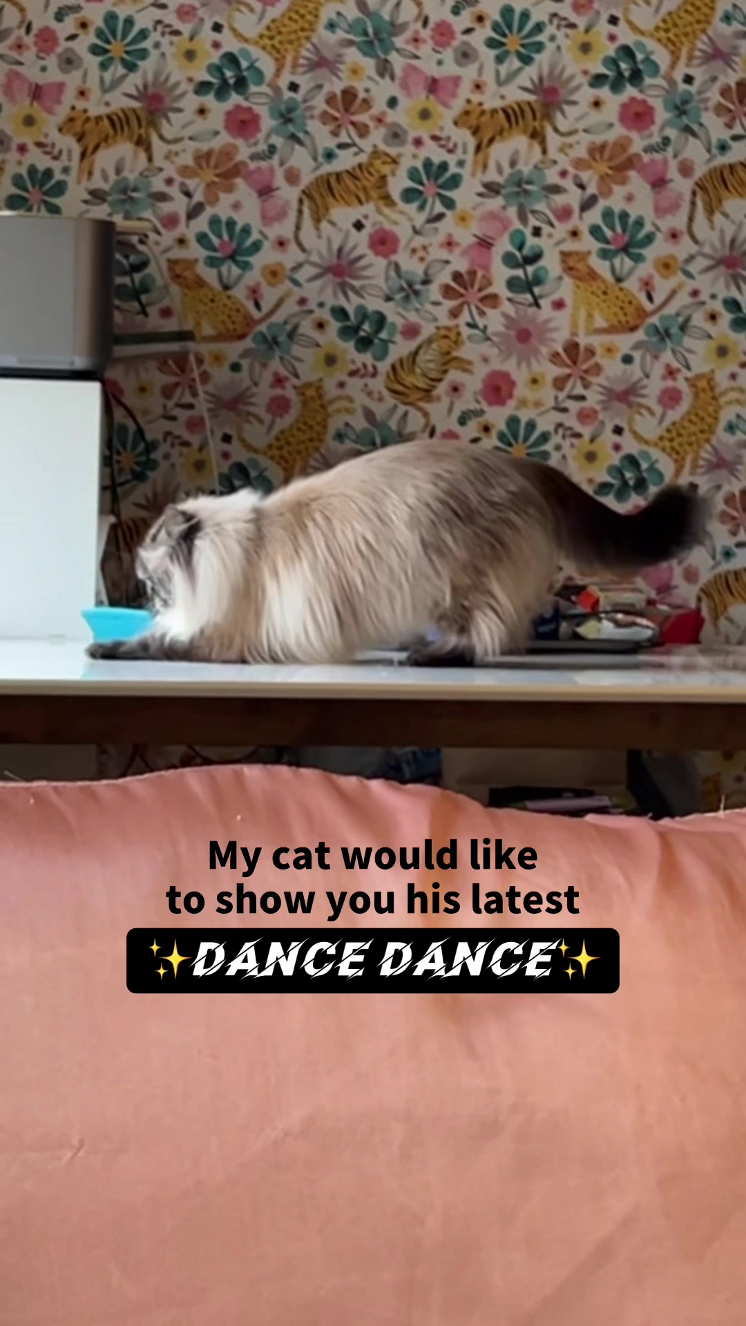 @My Cat Is People 🇨🇦