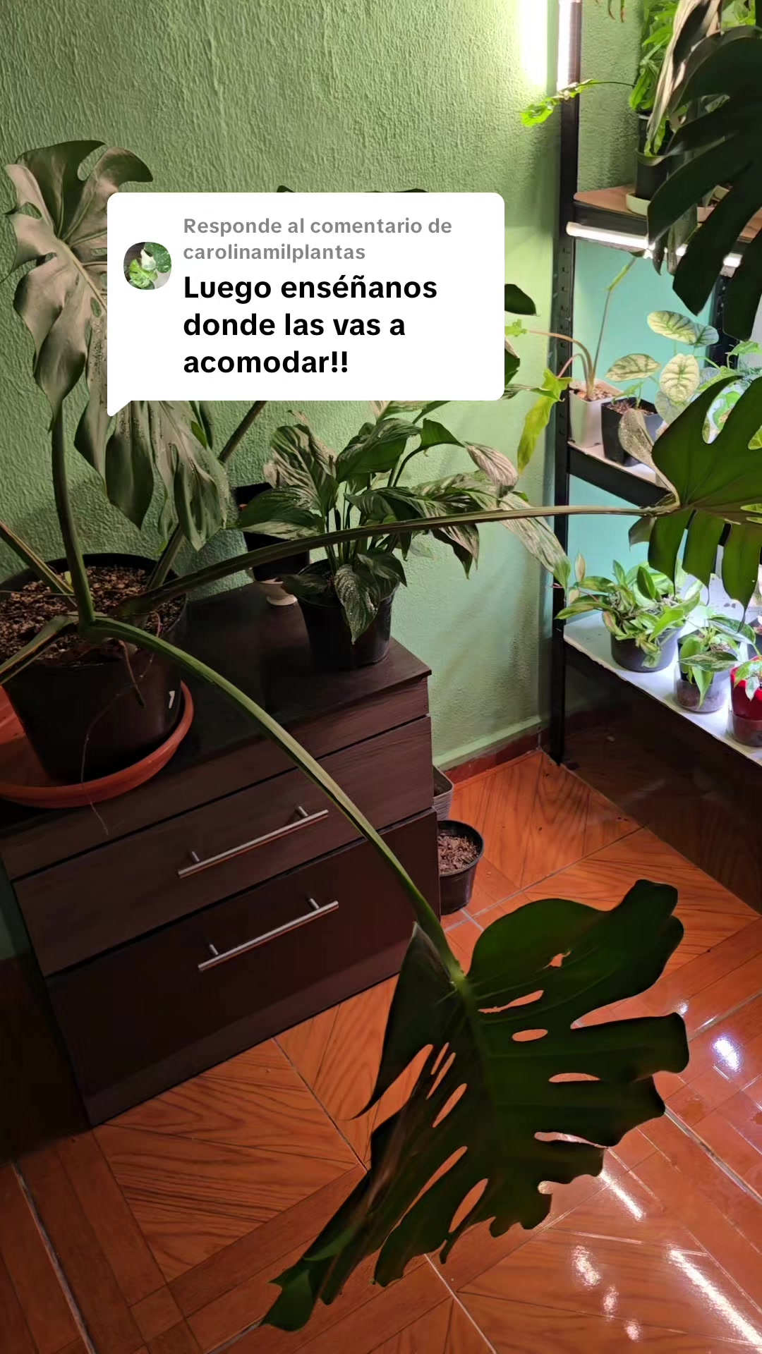 @🌱Plantonio🌱