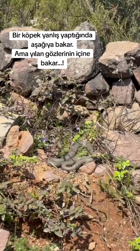 @𝑺𝒆𝒄𝒌𝒊𝒏☪⃝