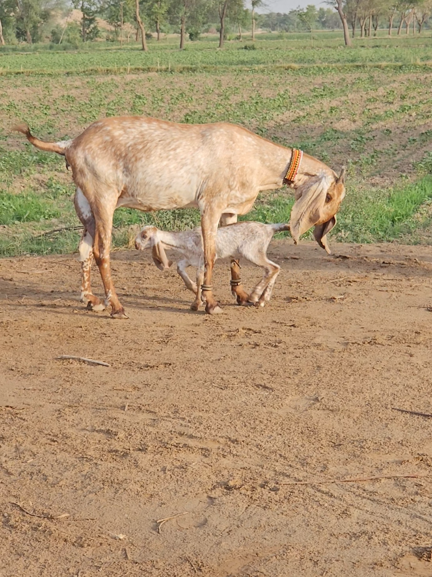 @《SIDHU}{GOAT}{FARM》