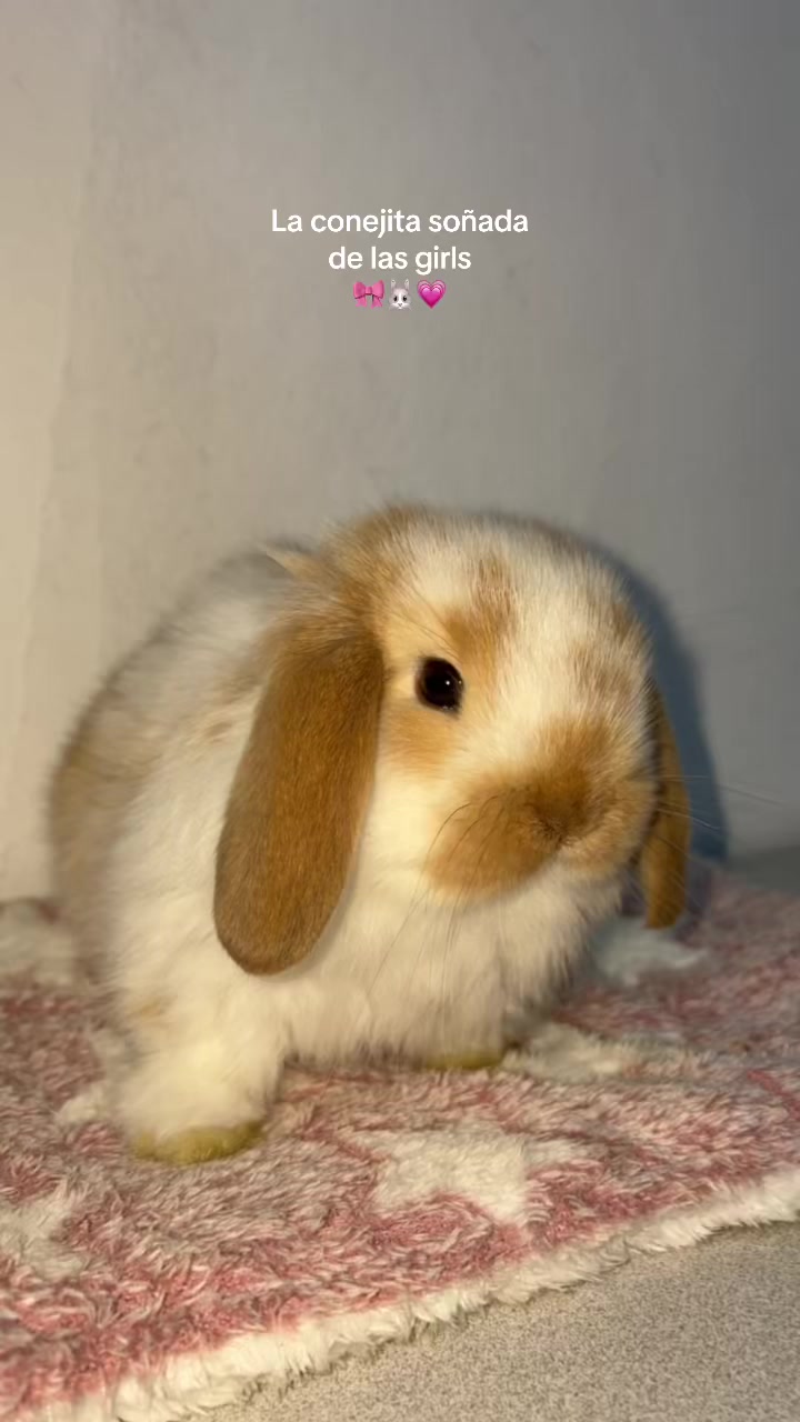 @La Madriguera de Judy 🐰