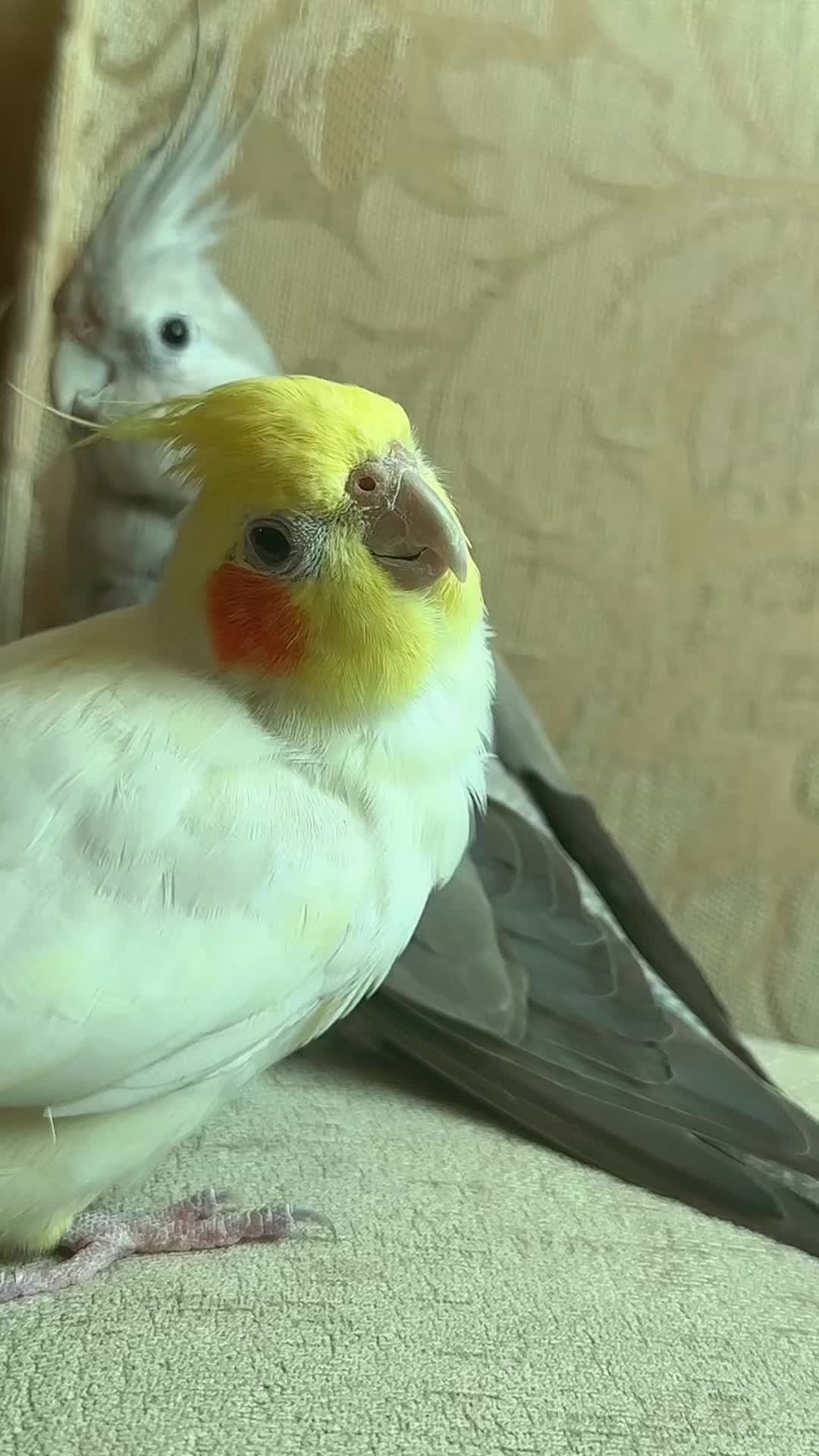@🦜SOROR🦜