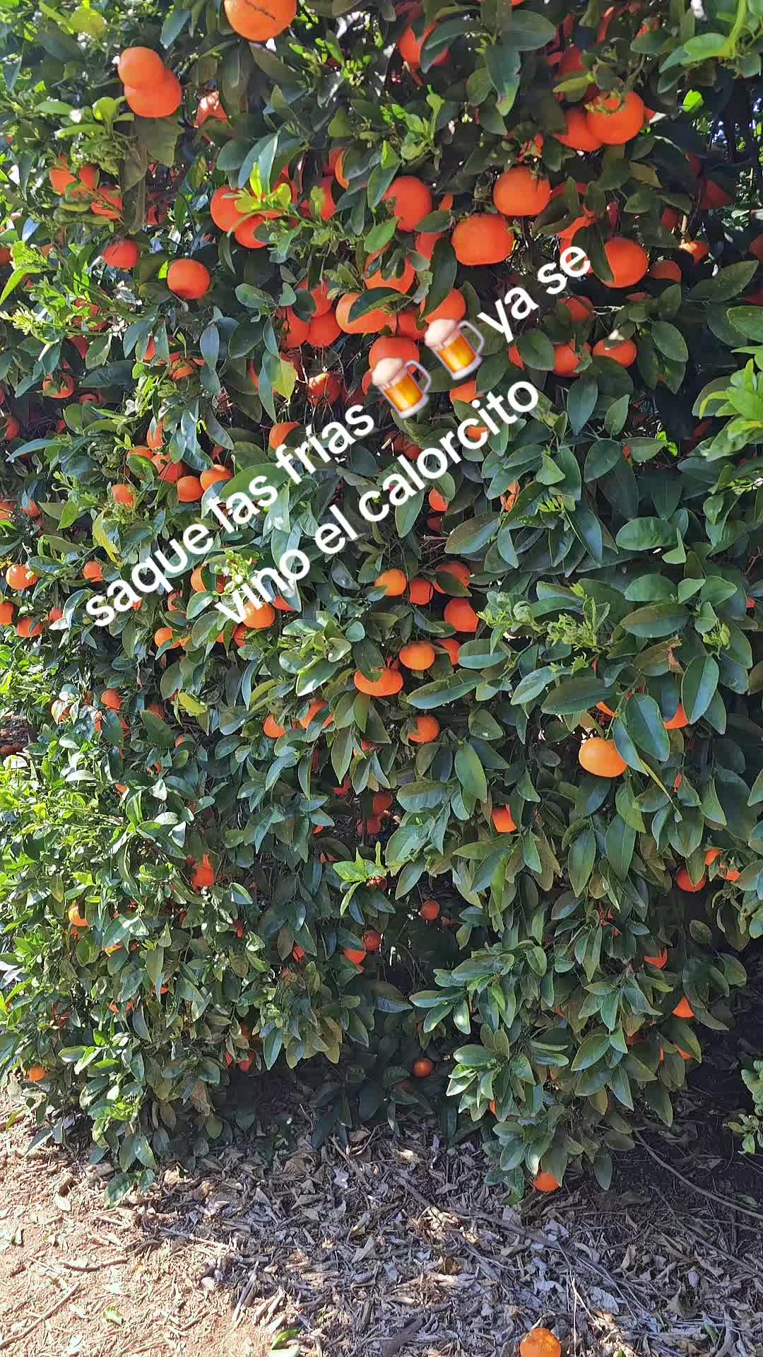@fulgencio🤠