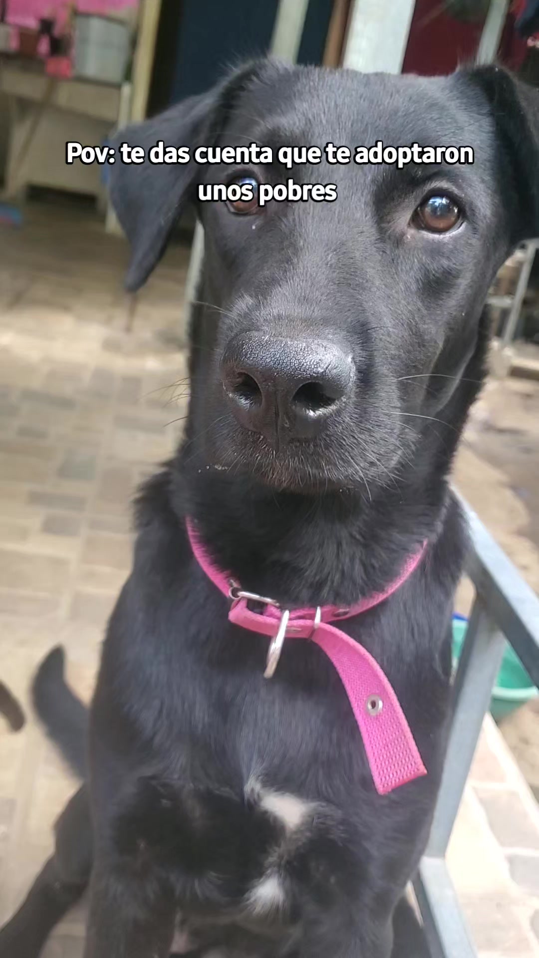 @Soy Sasha🐶