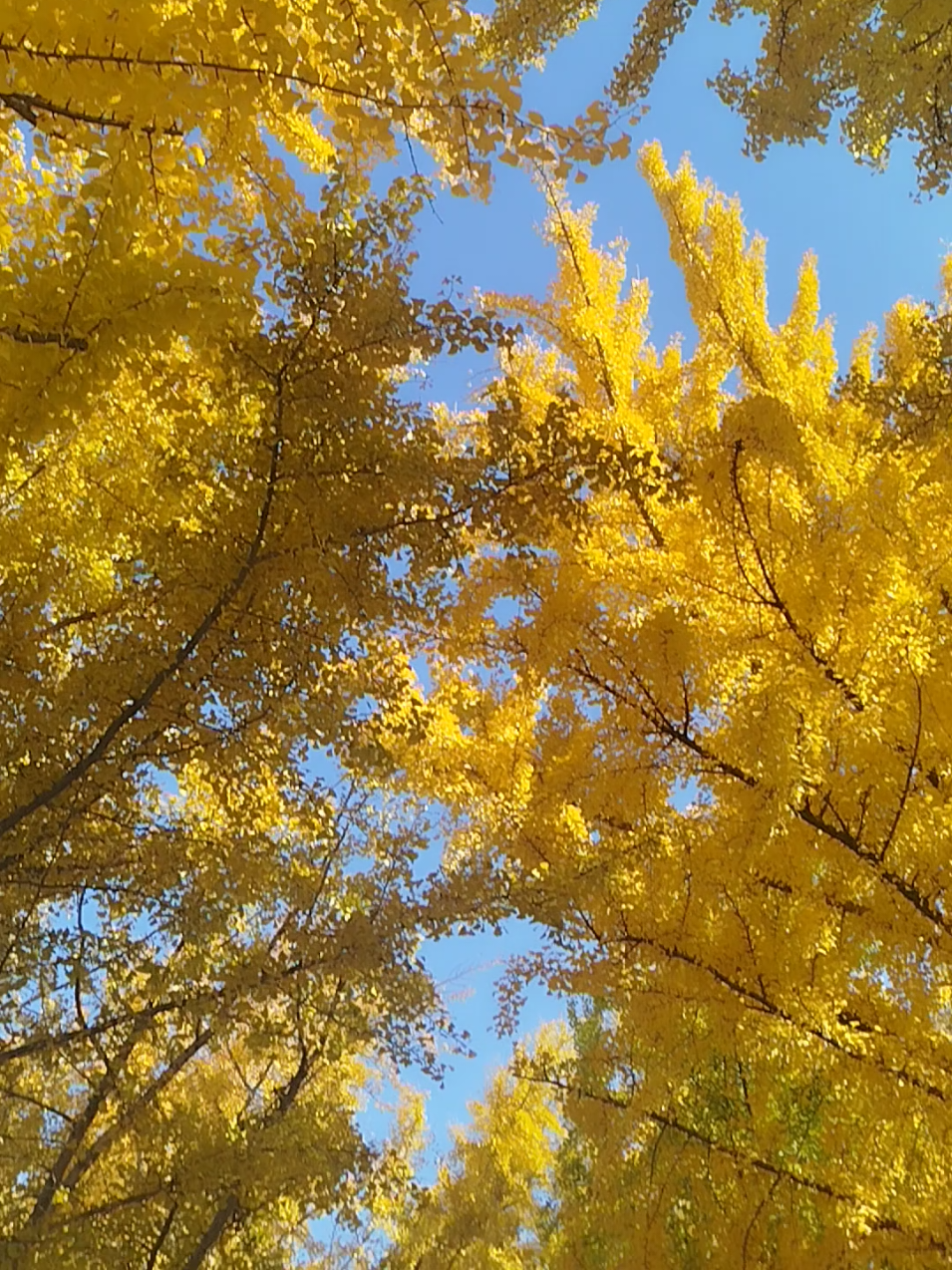 @pumamunal🇳🇵🇰🇷