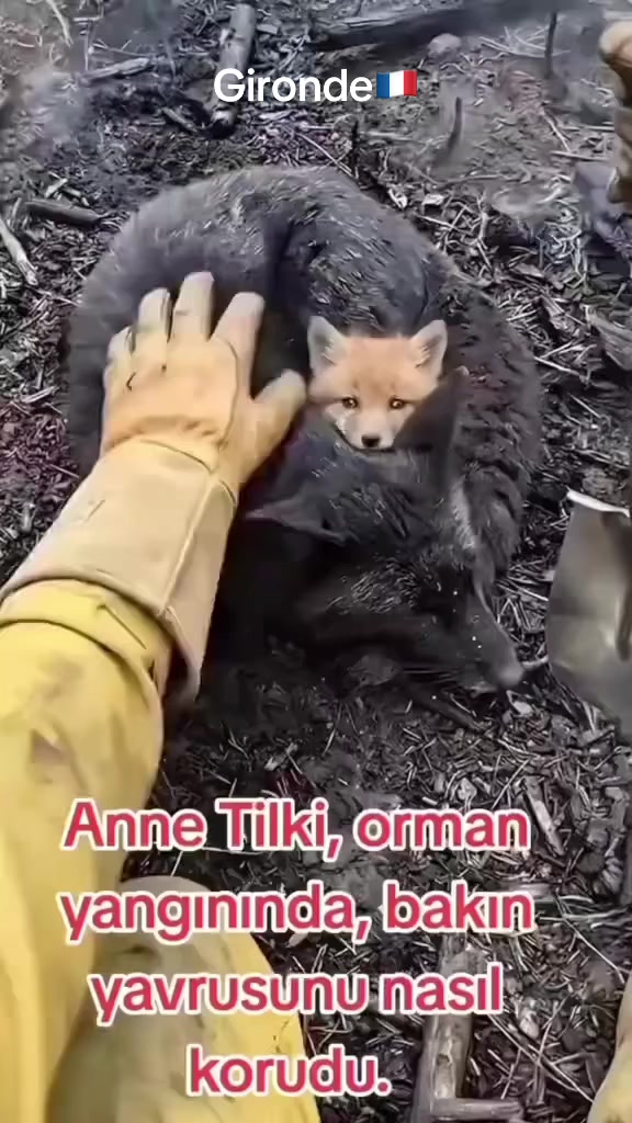 @maşa