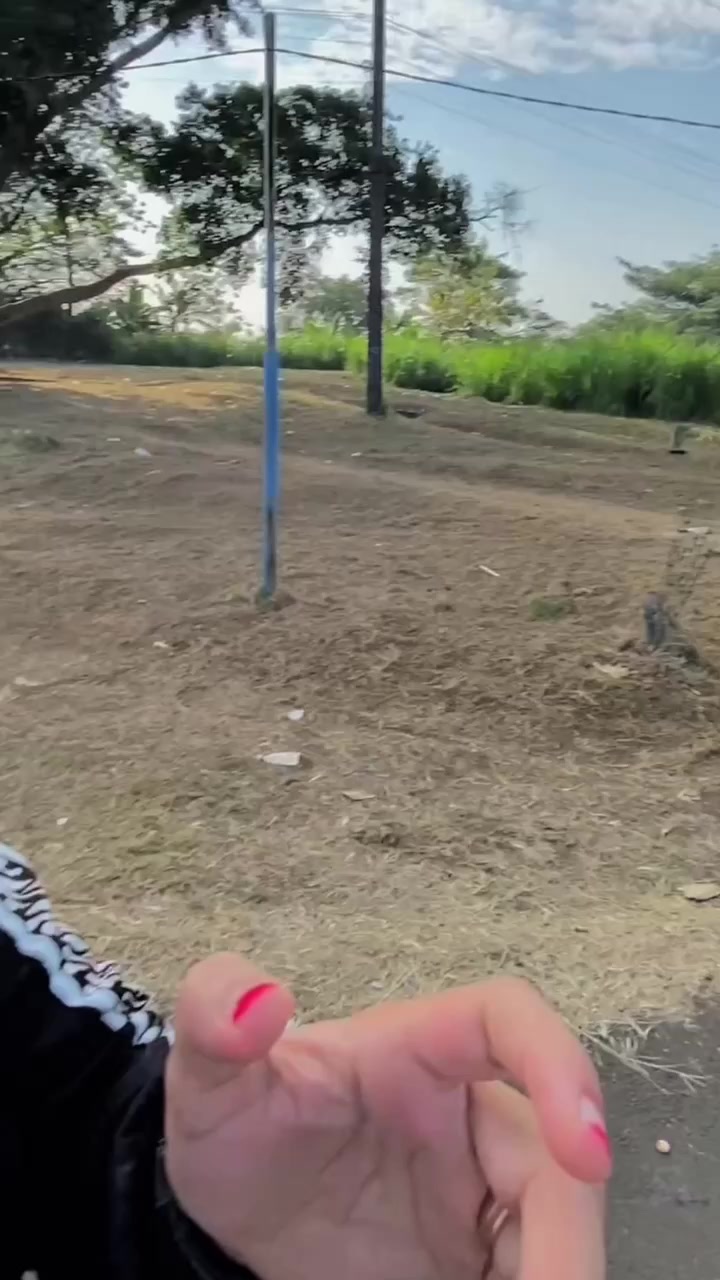 @ZL